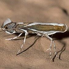 6214a